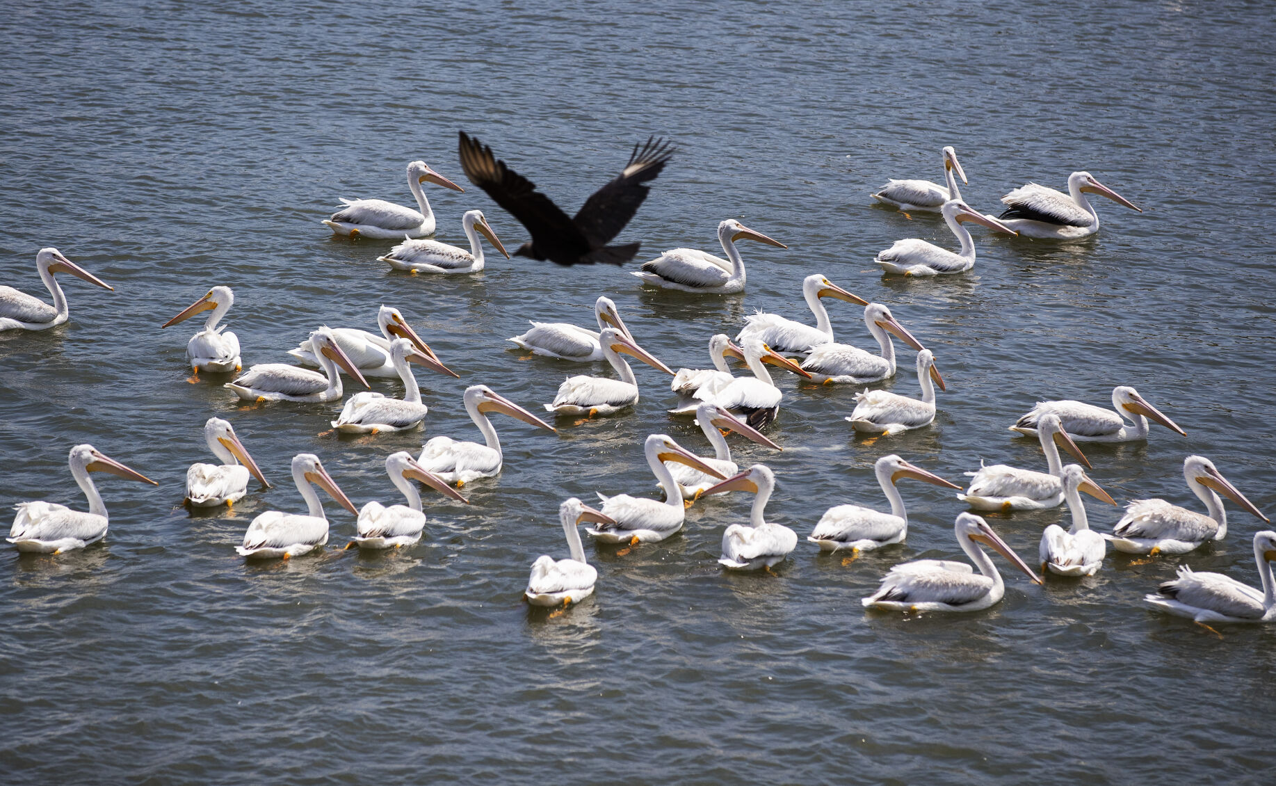 birds copy.jpg